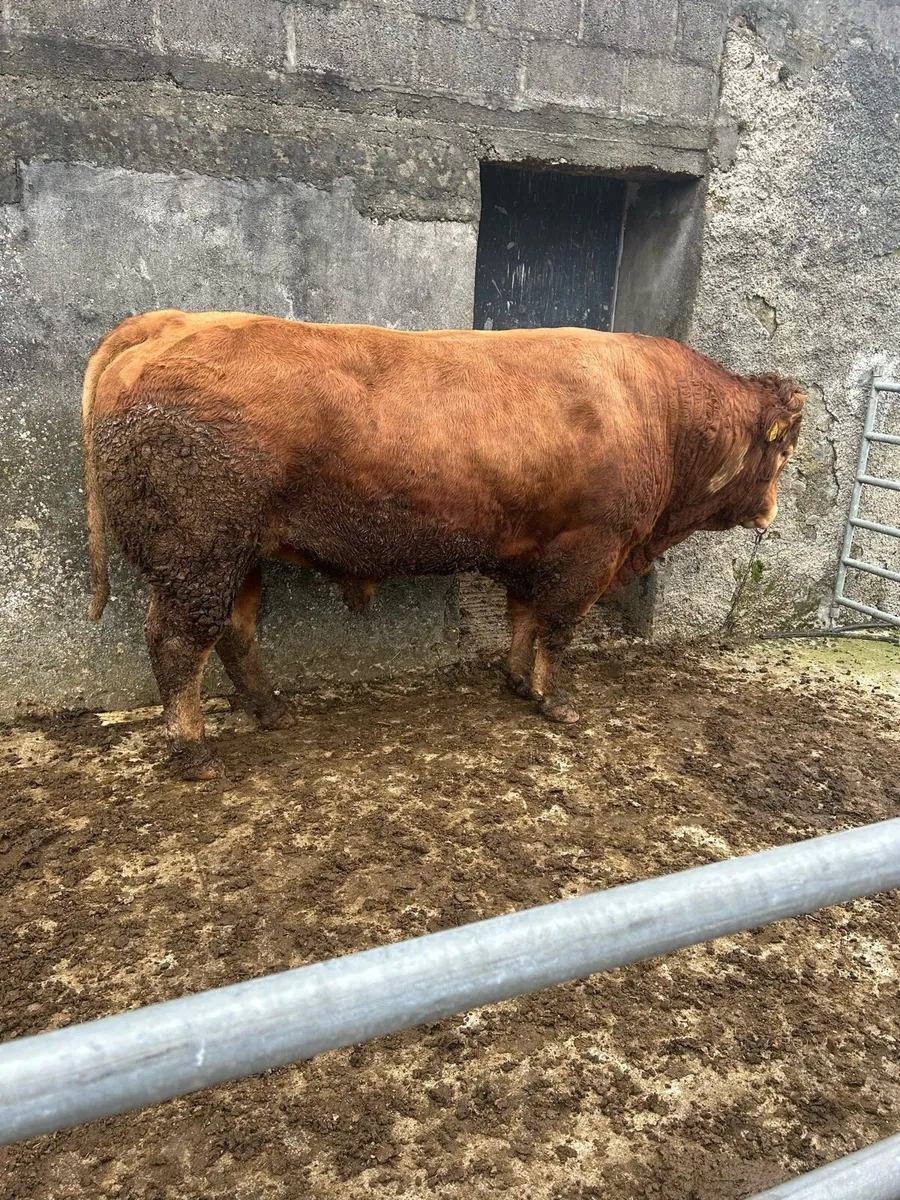 Limousine bull - Image 2