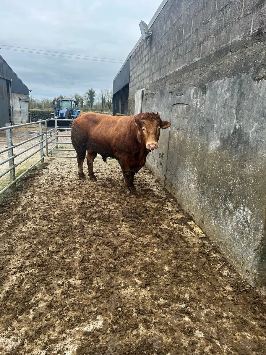 Limousine bull - Image 3