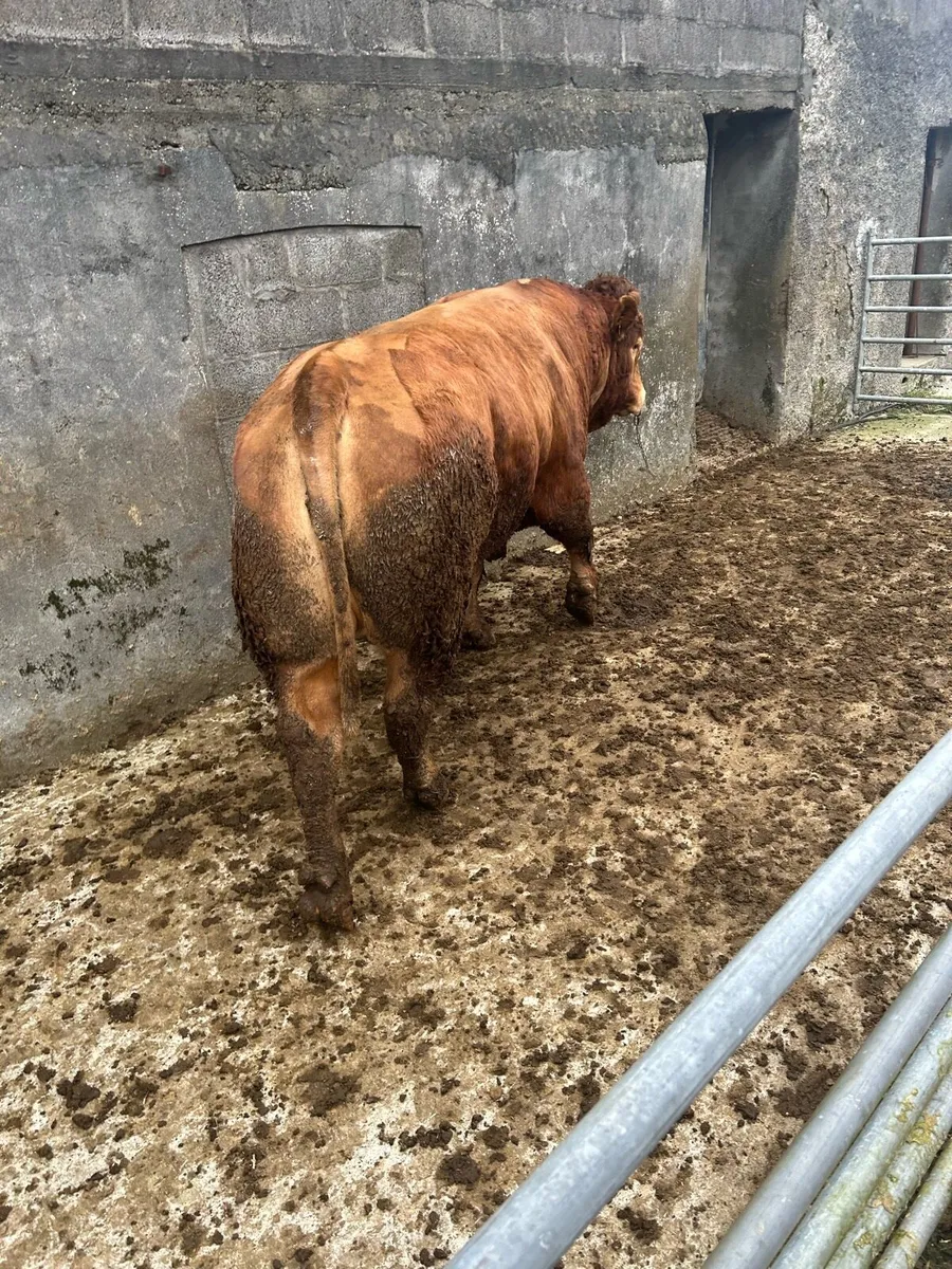 Limousine bull - Image 4