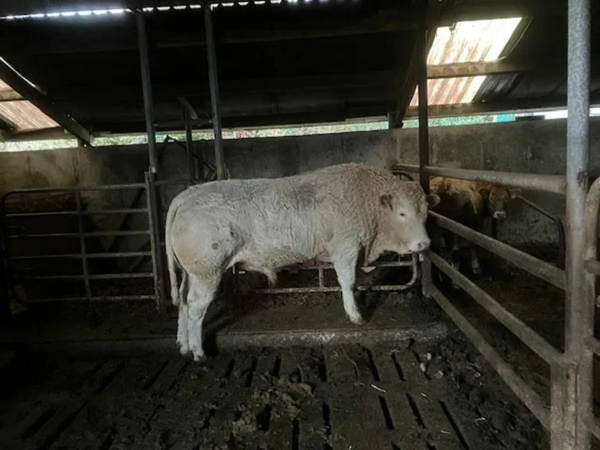 5 star bull - Image 1