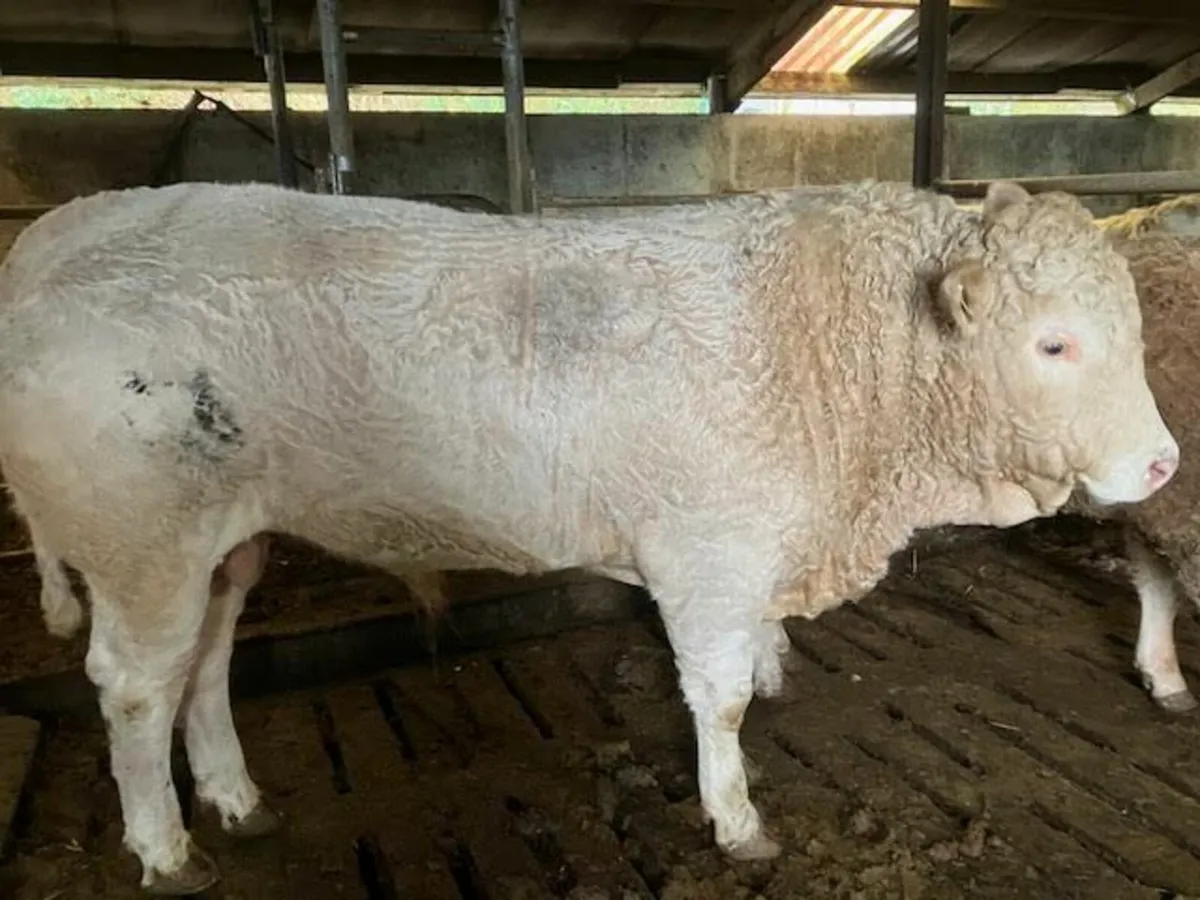 5 star bull - Image 2