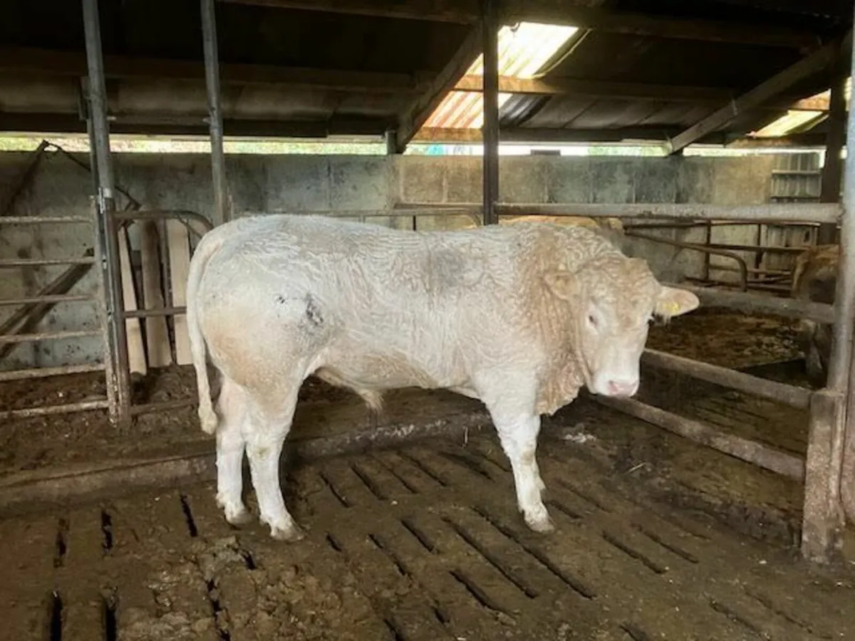 5 star bull - Image 3