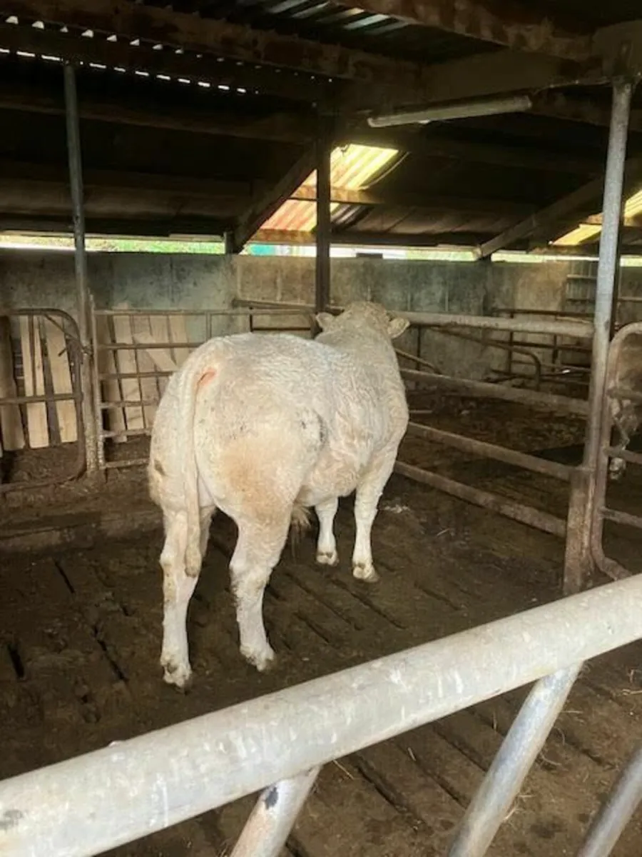 5 star bull - Image 4