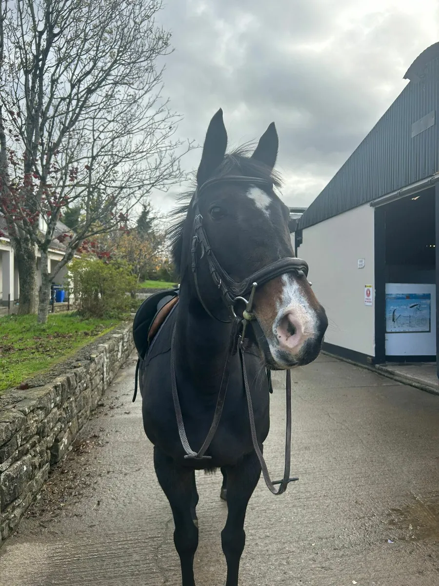 Beautiful French Bred Horse - Image 2