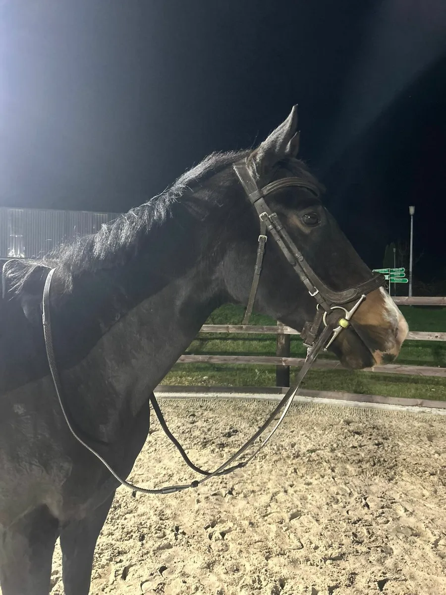 Beautiful French Bred Horse - Image 1