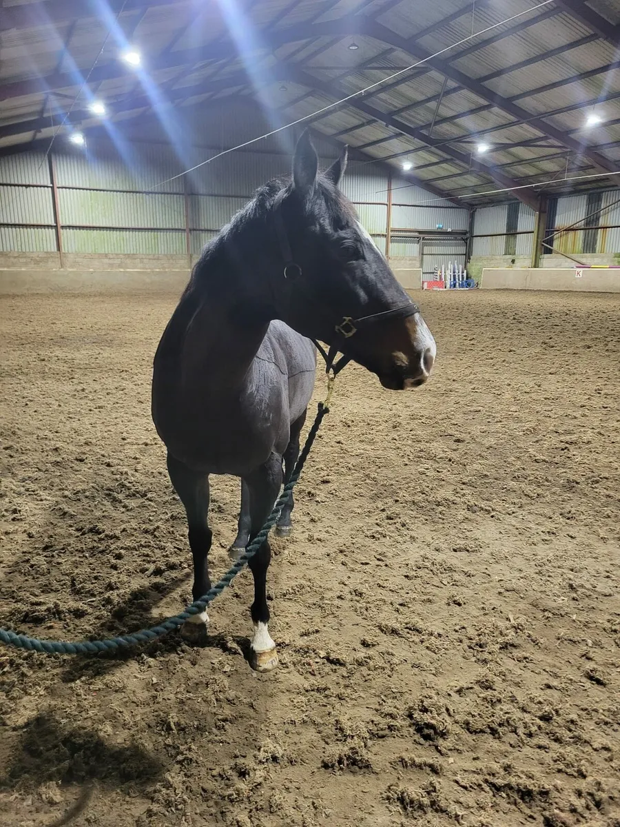 Beautiful French Bred Horse - Image 3