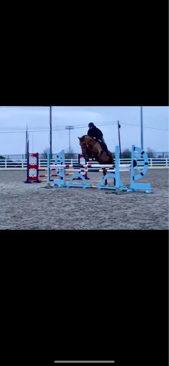 Lovely 5 year old 16.2 ISH gelding - Image 2