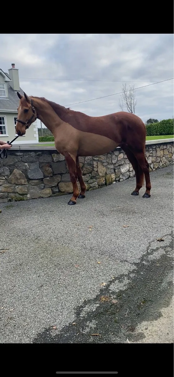 Lovely 5 year old 16.2 ISH gelding - Image 3