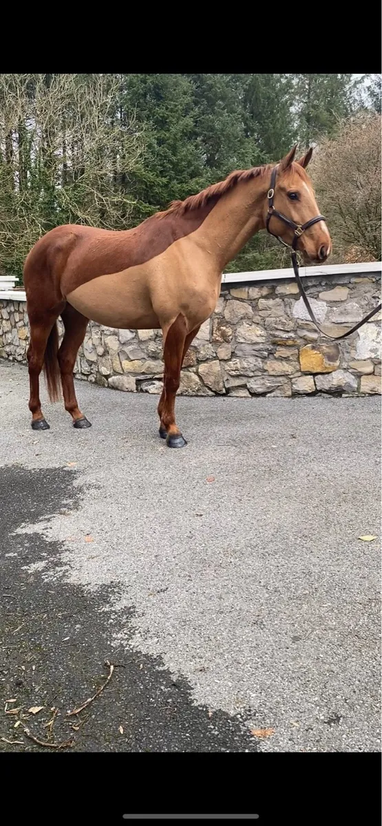 Lovely 5 year old 16.2 ISH gelding - Image 4