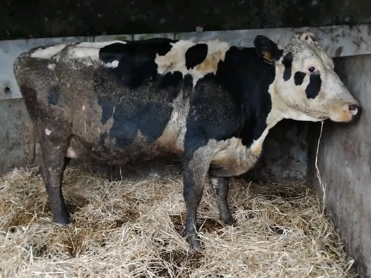 Friesian In-Calf Cow - Image 1