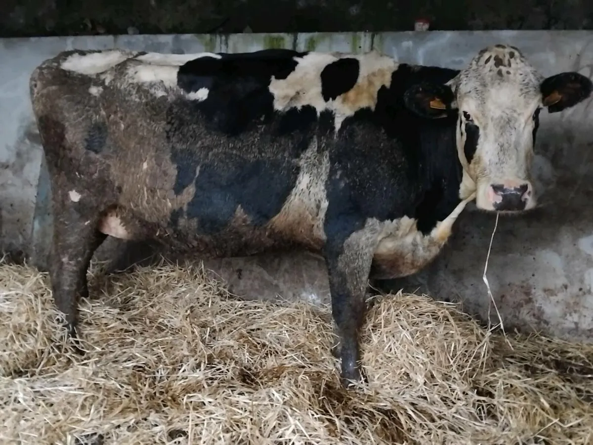 Friesian In-Calf Cow - Image 2