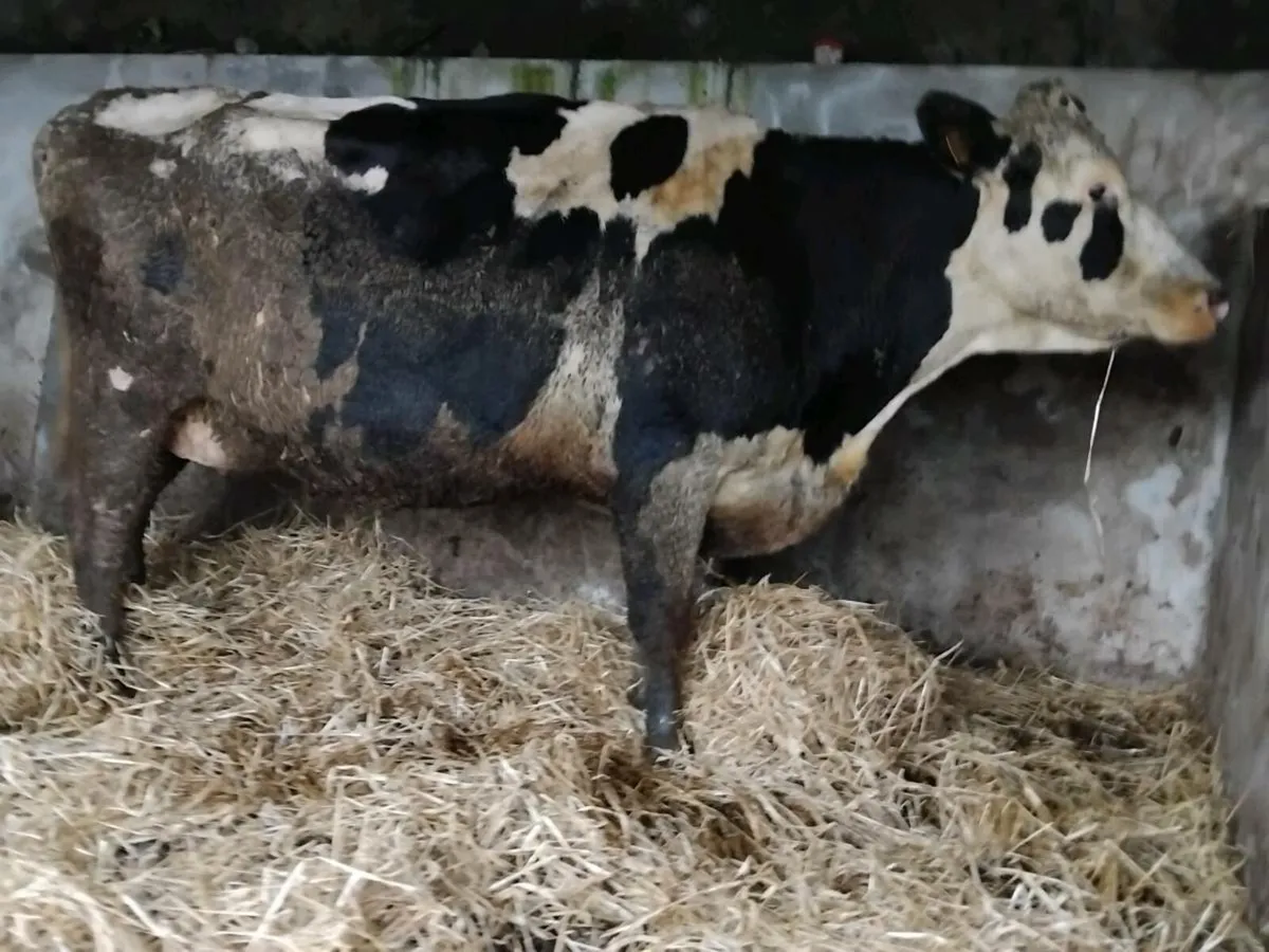 Friesian In-Calf Cow - Image 3