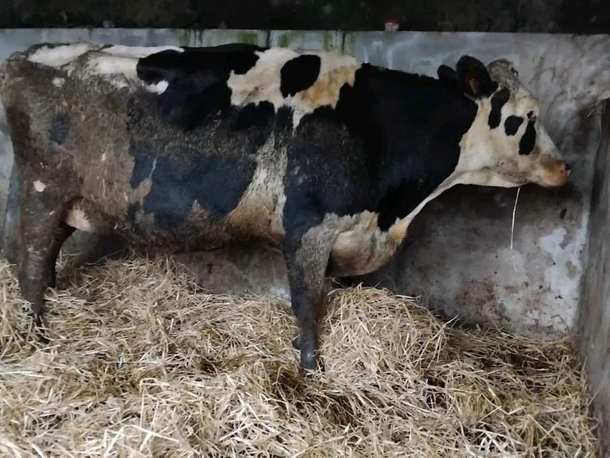Friesian In-Calf Cow - Image 4