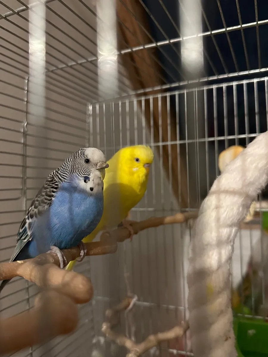 Budgies + cage + food + more - Image 1