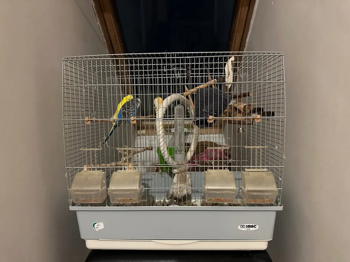 Budgies + cage + food + more - Image 2