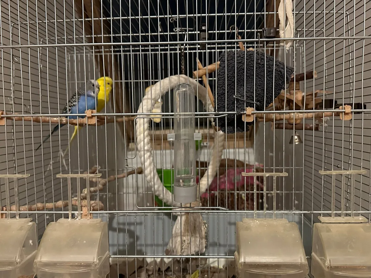 Budgies + cage + food + more - Image 3