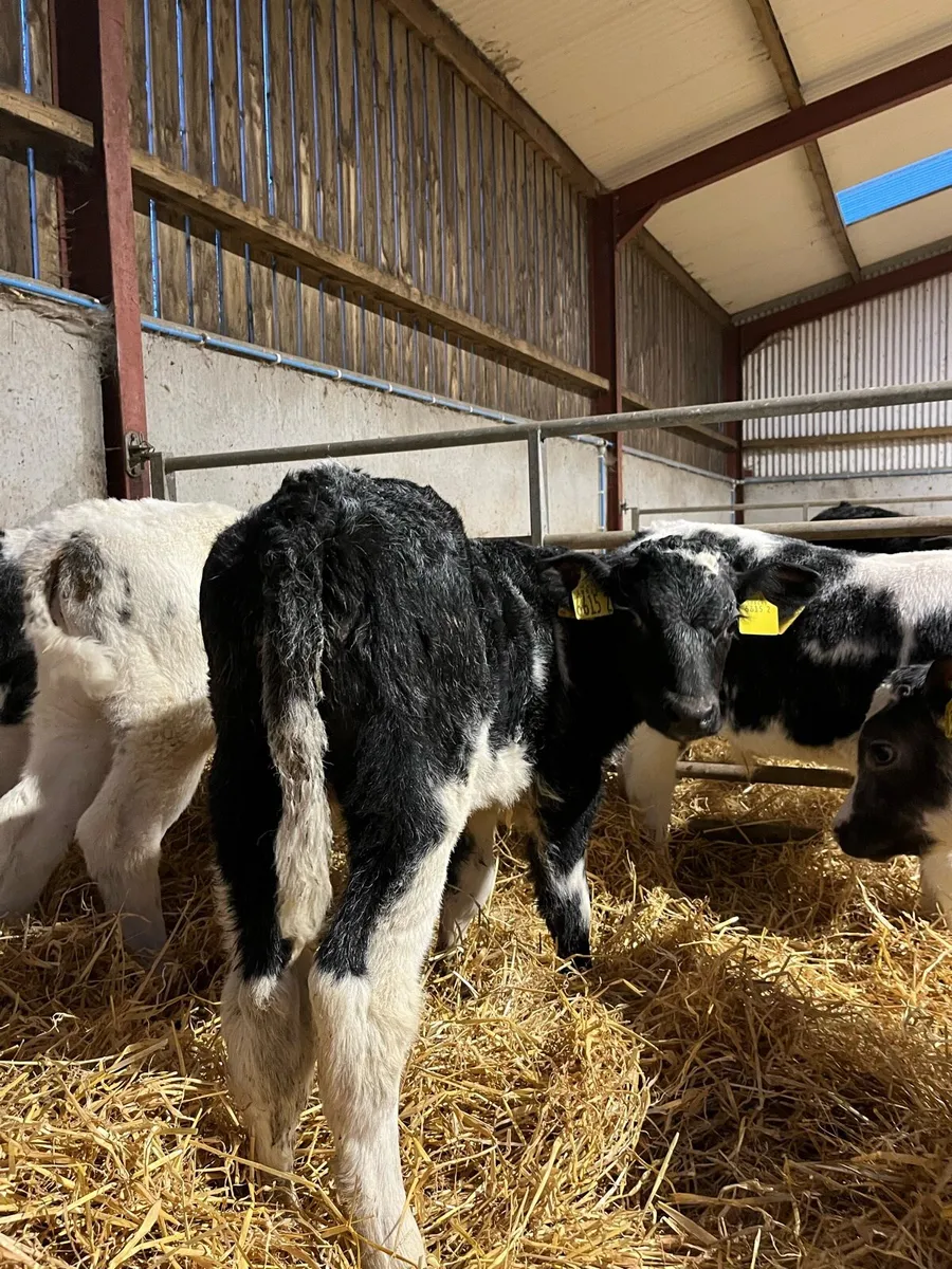 7 Exceptional Belgian Blue Bulls - Image 2