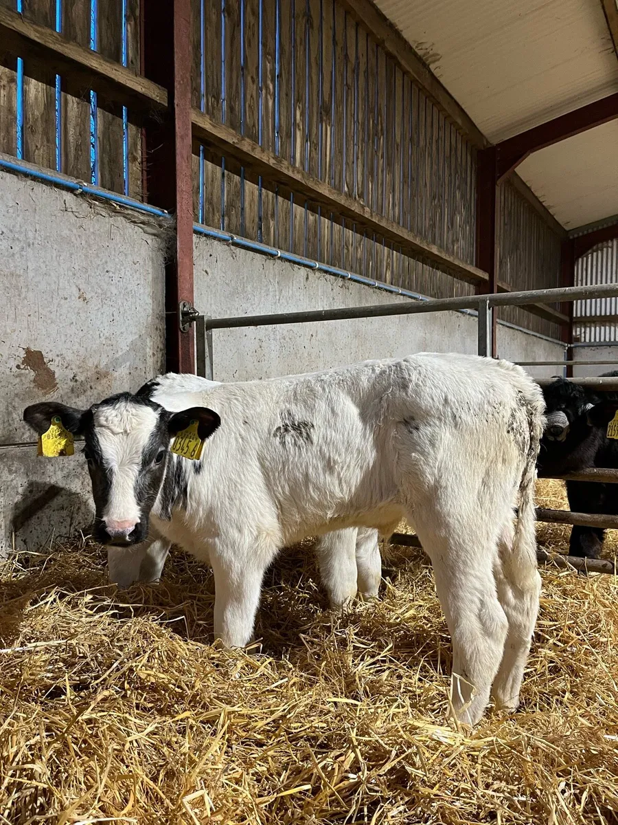 7 Exceptional Belgian Blue Bulls - Image 3