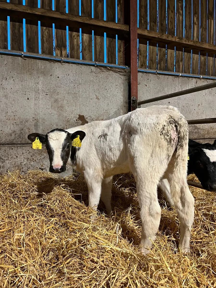 7 Exceptional Belgian Blue Bulls - Image 1