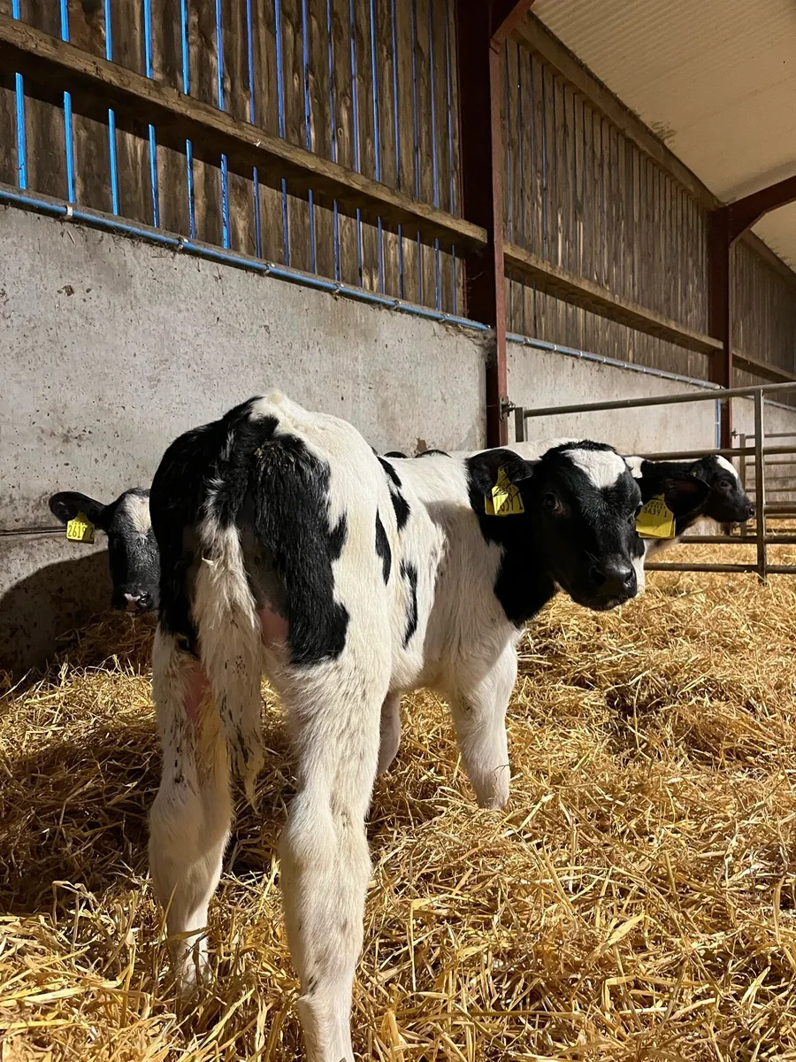 7 Exceptional Belgian Blue Bulls - Image 4
