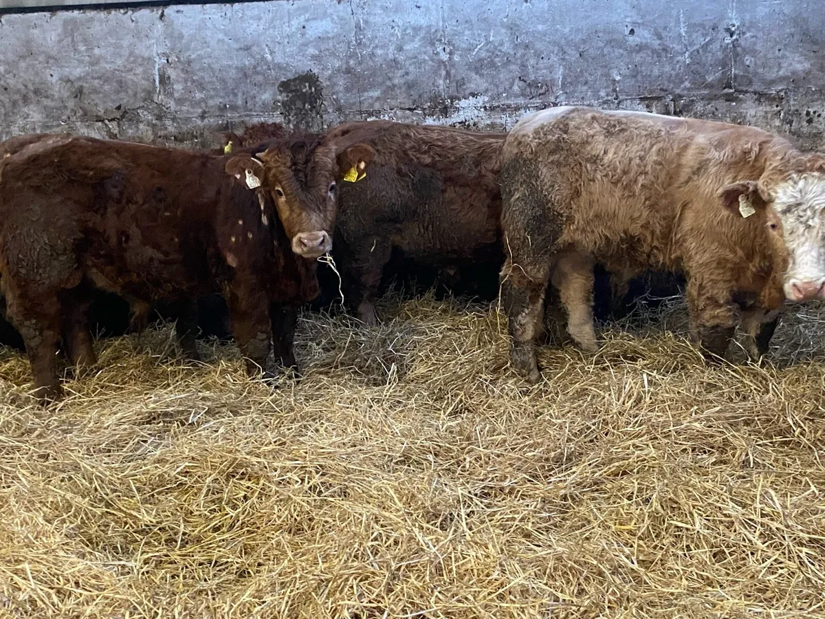 Charolais And Limousin Bullocks - Image 1