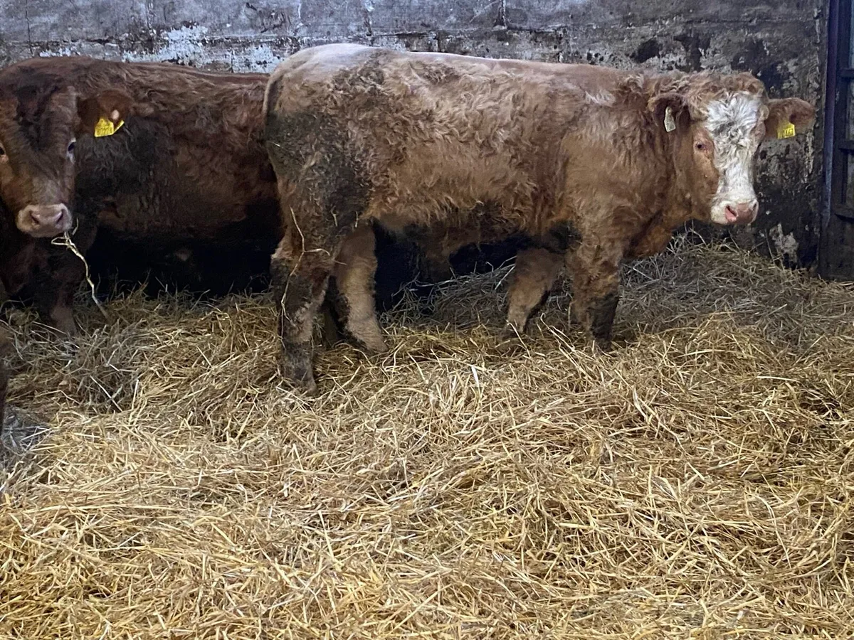 Charolais And Limousin Bullocks - Image 2