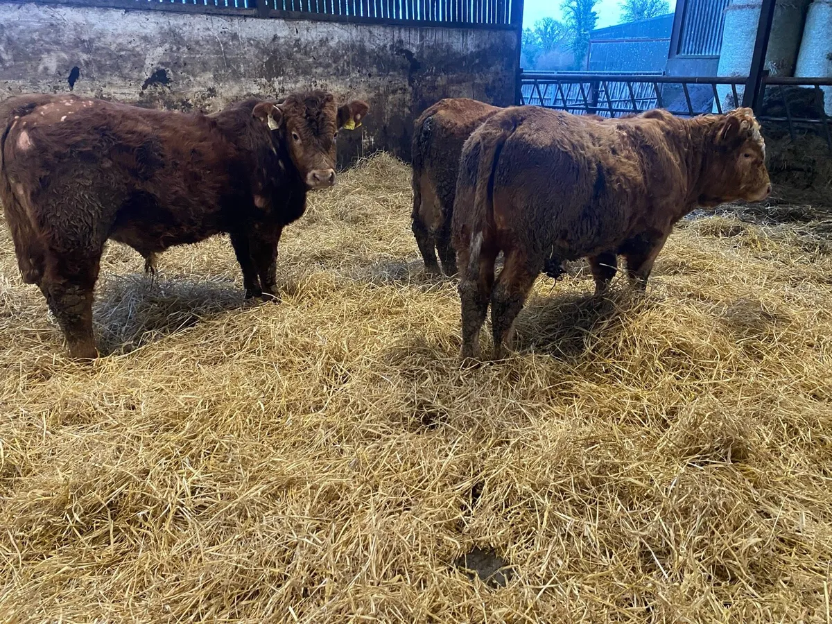 Charolais And Limousin Bullocks - Image 3