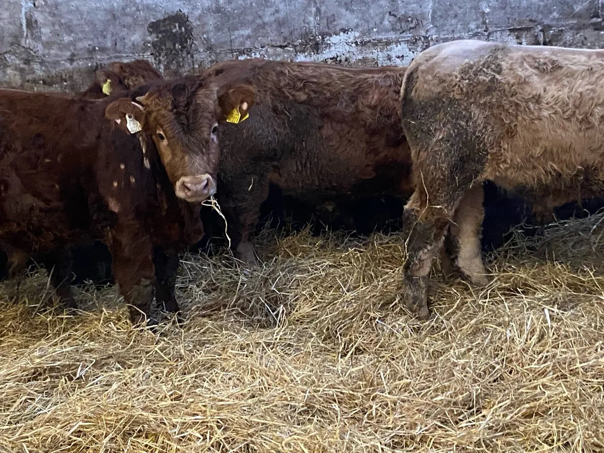 Charolais And Limousin Bullocks - Image 4