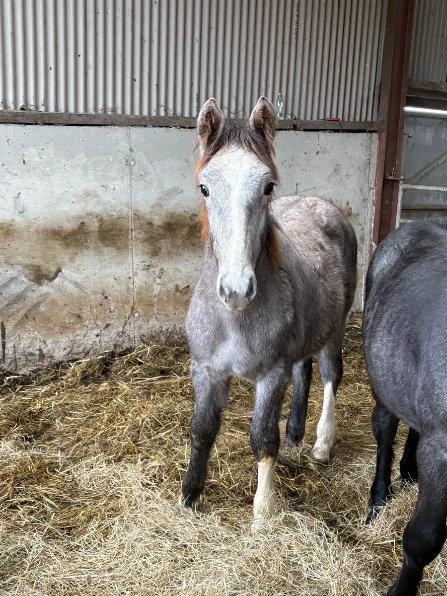 Irish Draught colt - Image 1