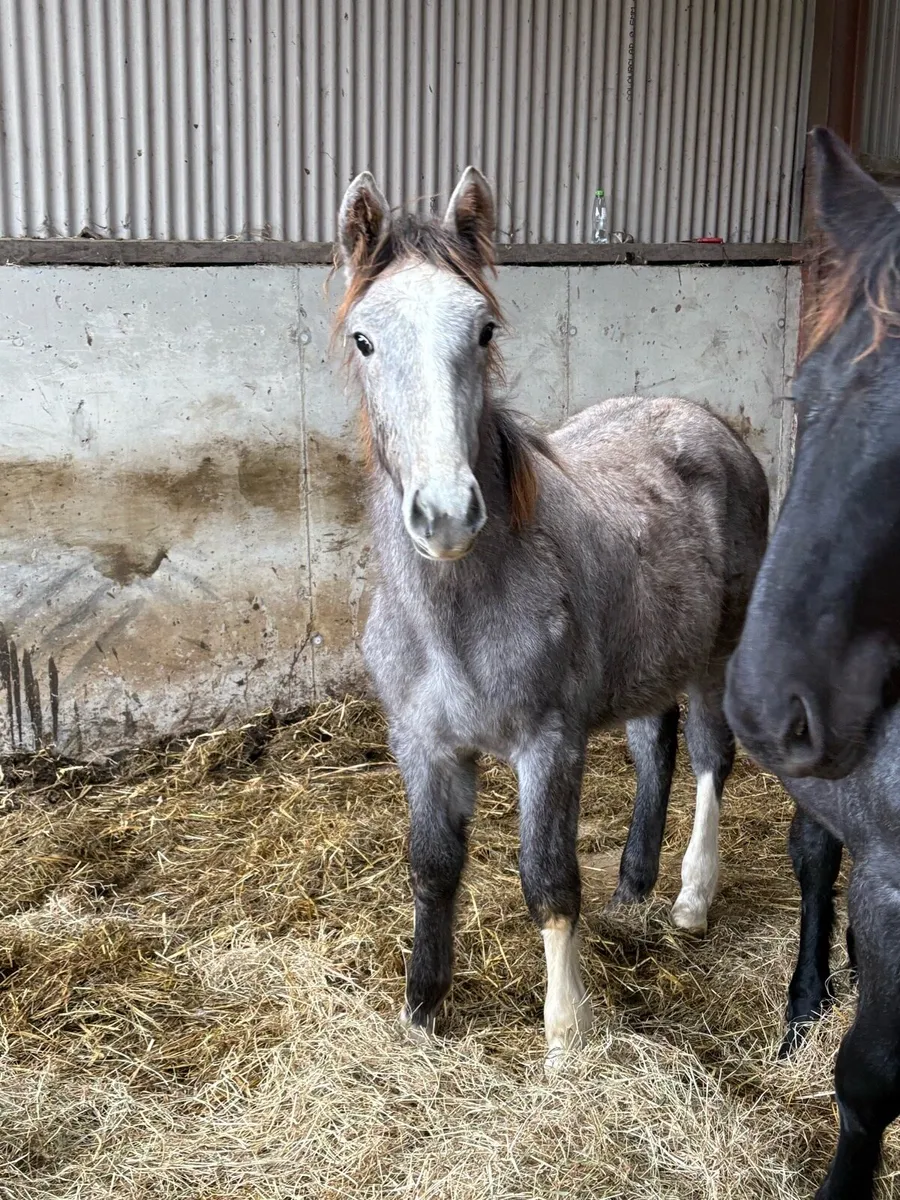 Irish Draught colt - Image 2