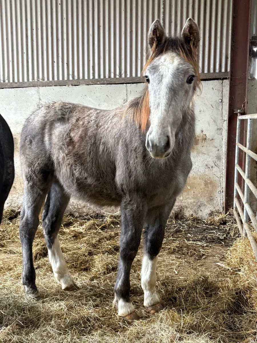 Irish Draught colt - Image 3