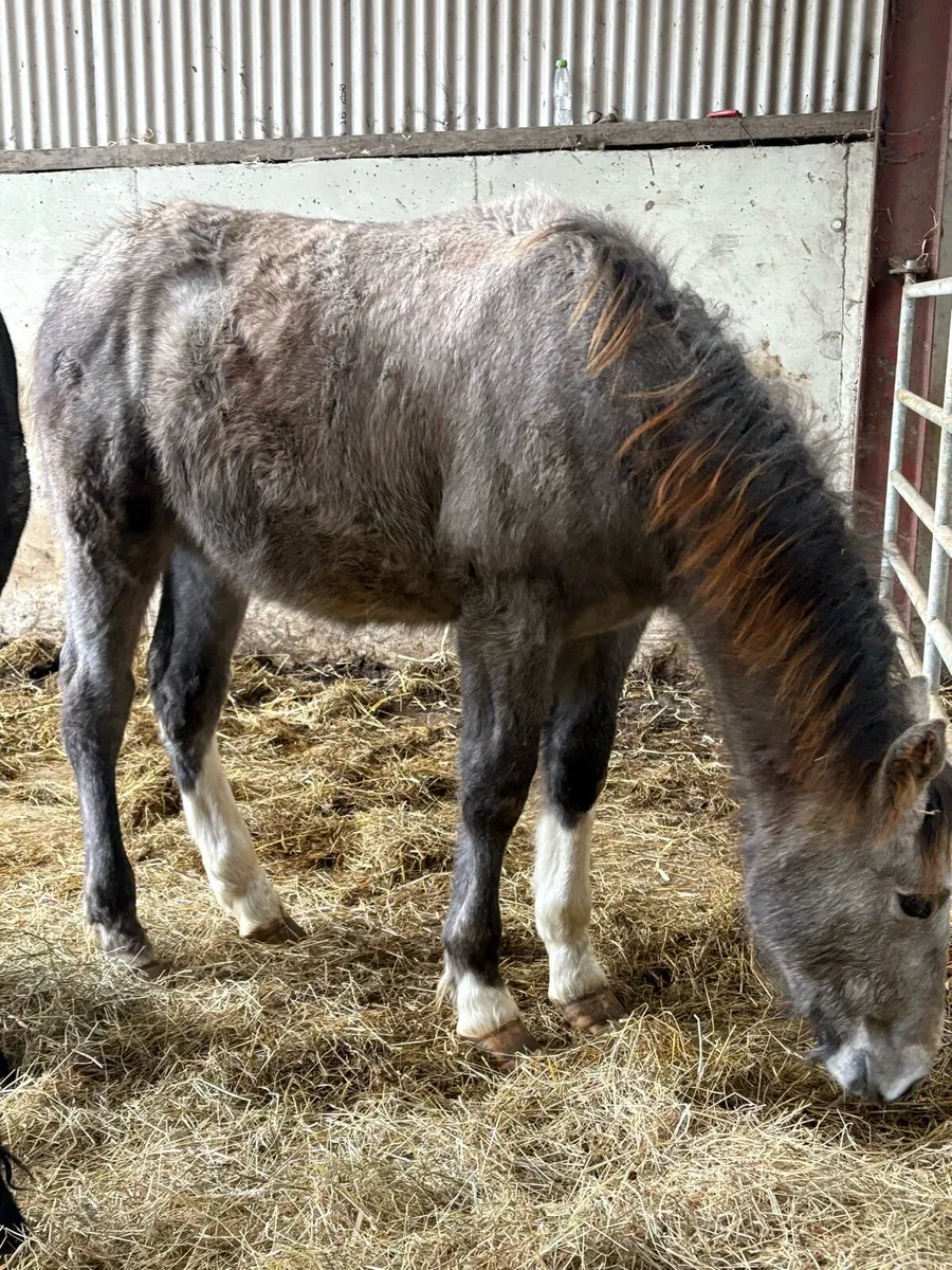 Irish Draught colt - Image 4