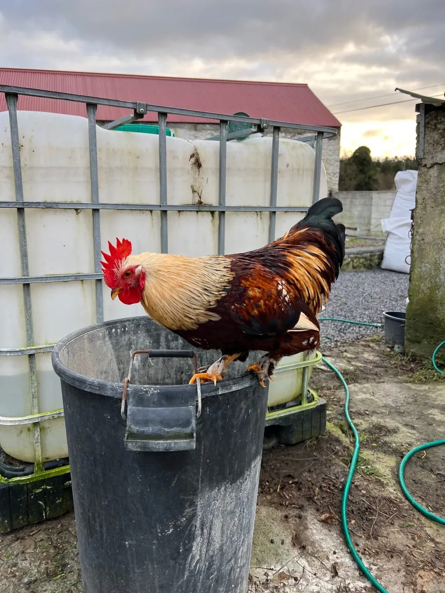 Roosters FREE - Image 1