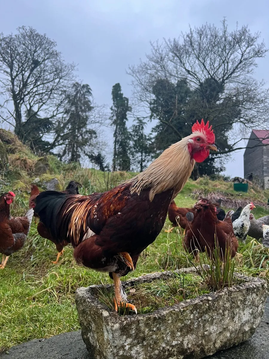 Roosters FREE - Image 2