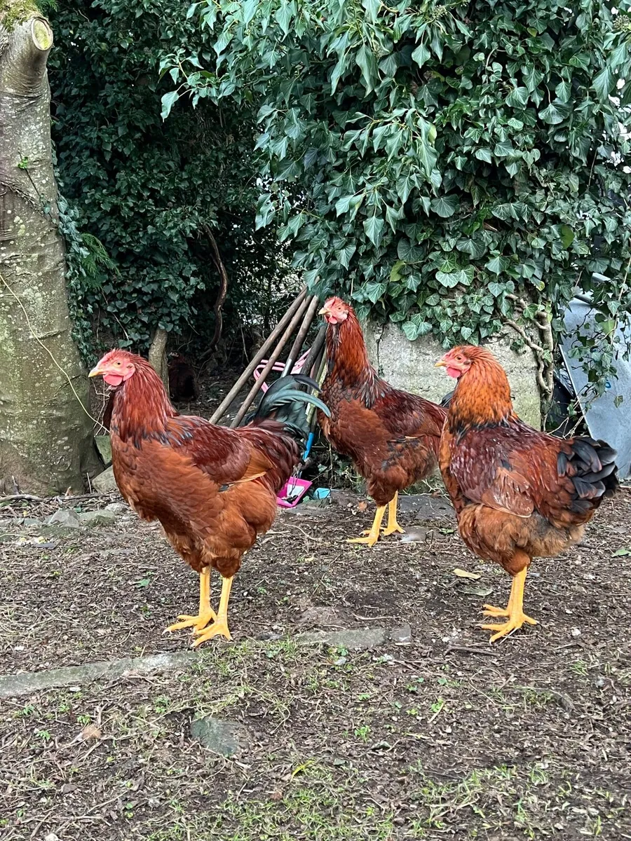 Roosters FREE - Image 4