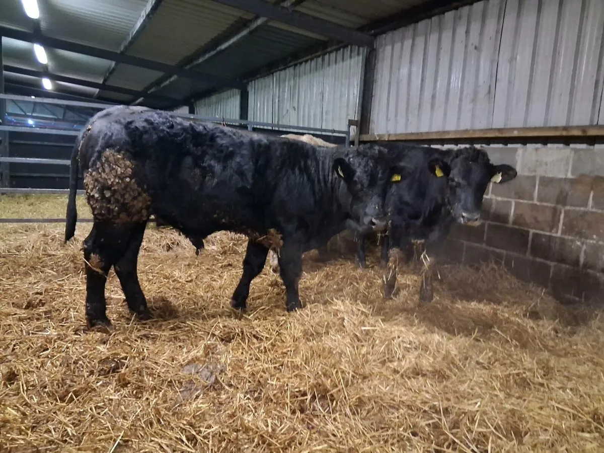 Six Bullock's (430kgs) - Image 3