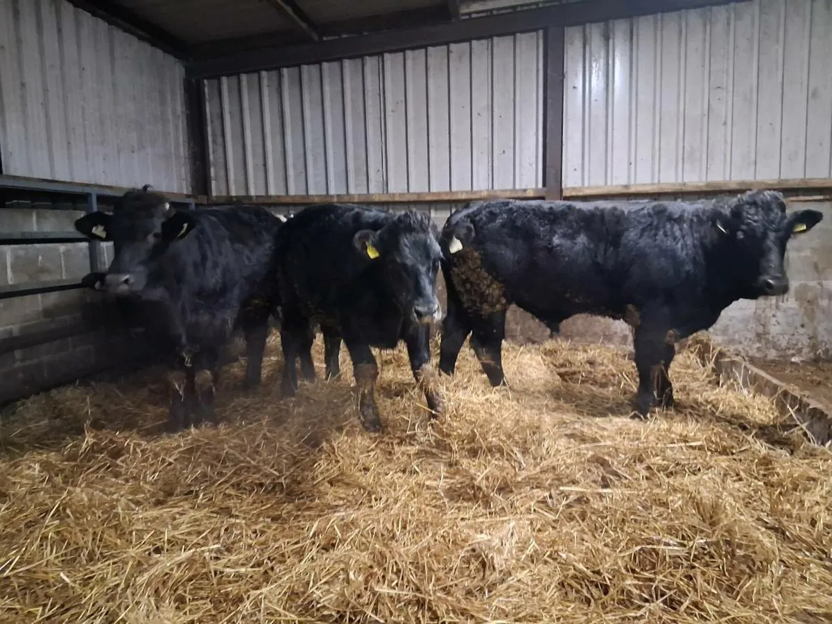 Six Bullock's (430kgs) - Image 4