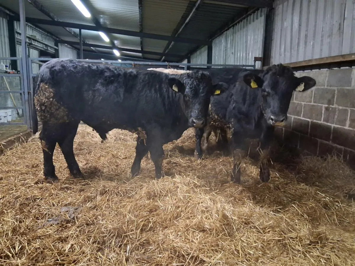 Six Bullock's (430kgs) - Image 1