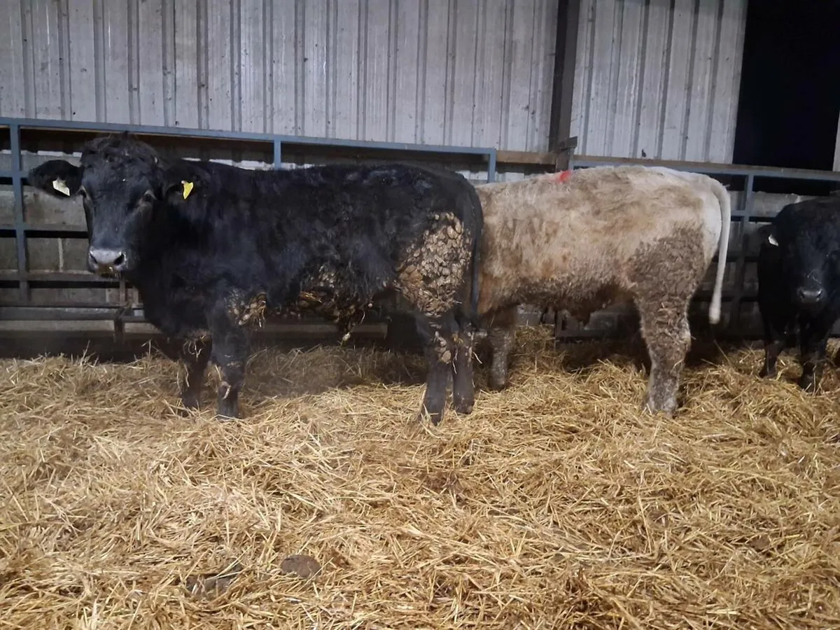 Six Bullock's (430kgs) - Image 2