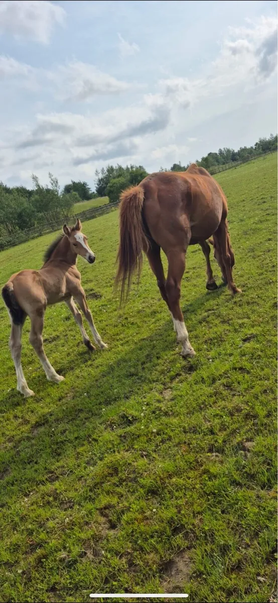 Dunne foal colt will reach 15’2-16’2 - Image 1
