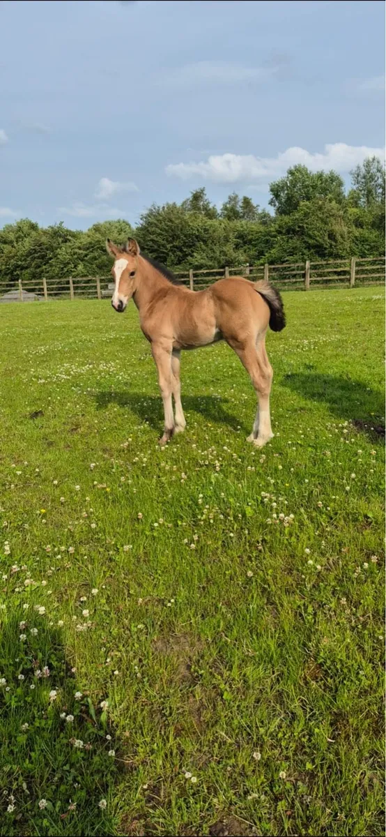 Dunne foal colt will reach 15’2-16’2 - Image 2