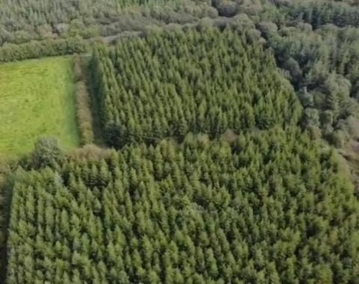 Forestry for Sale - Image 1