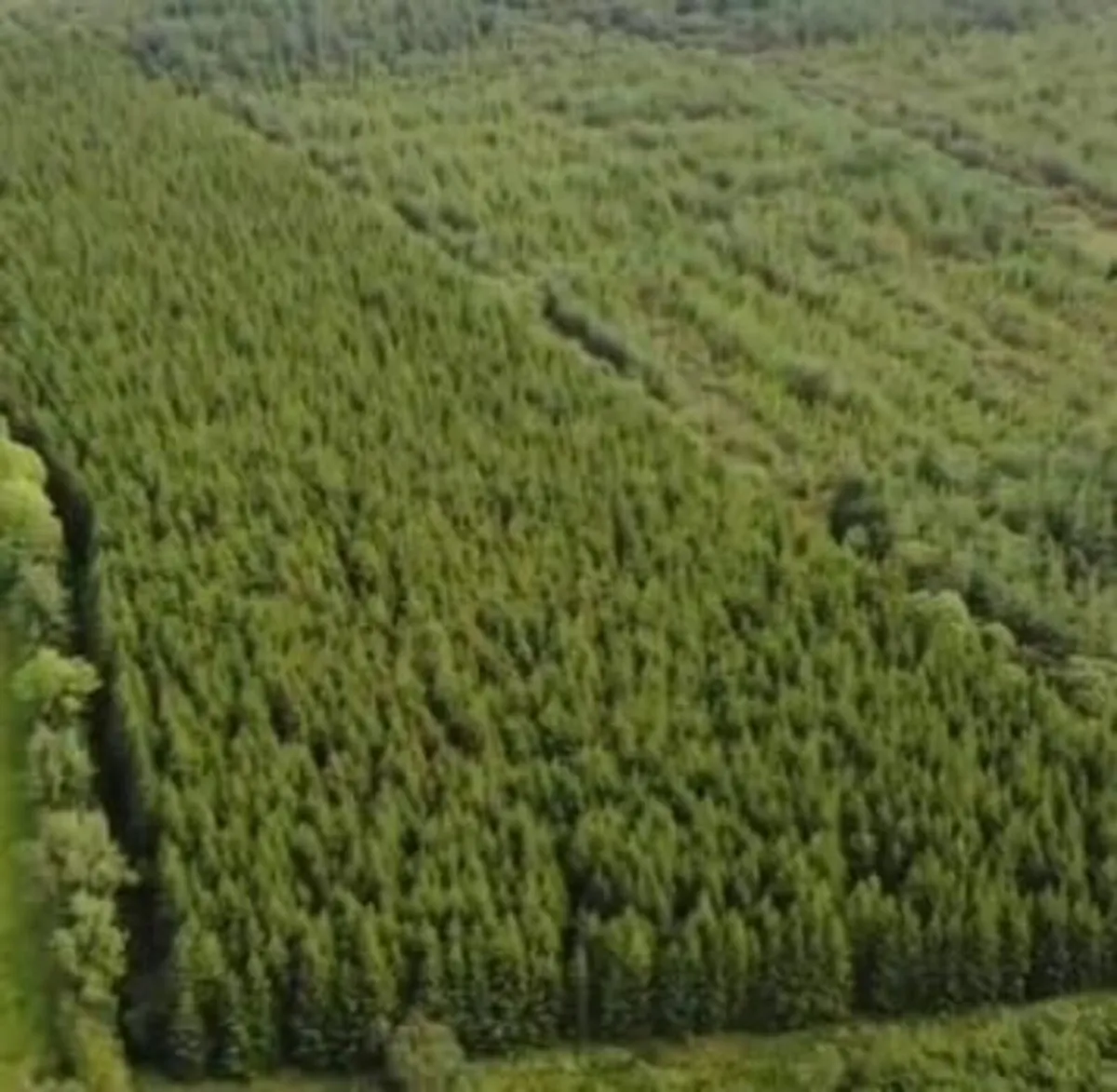 Forestry for Sale - Image 2