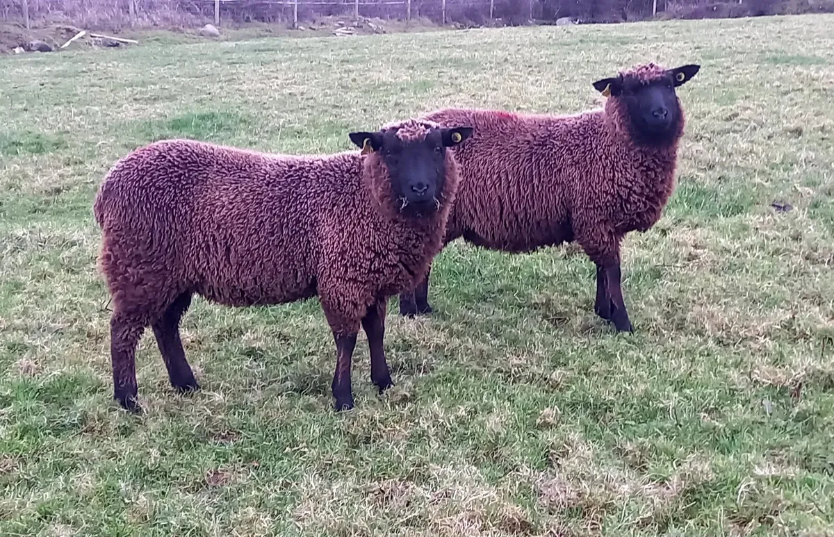 BLACK   BREEDING  EWE  LAMBS
