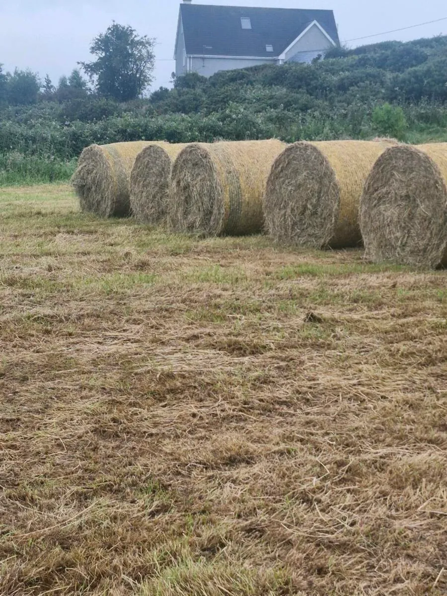 Hay - Image 1