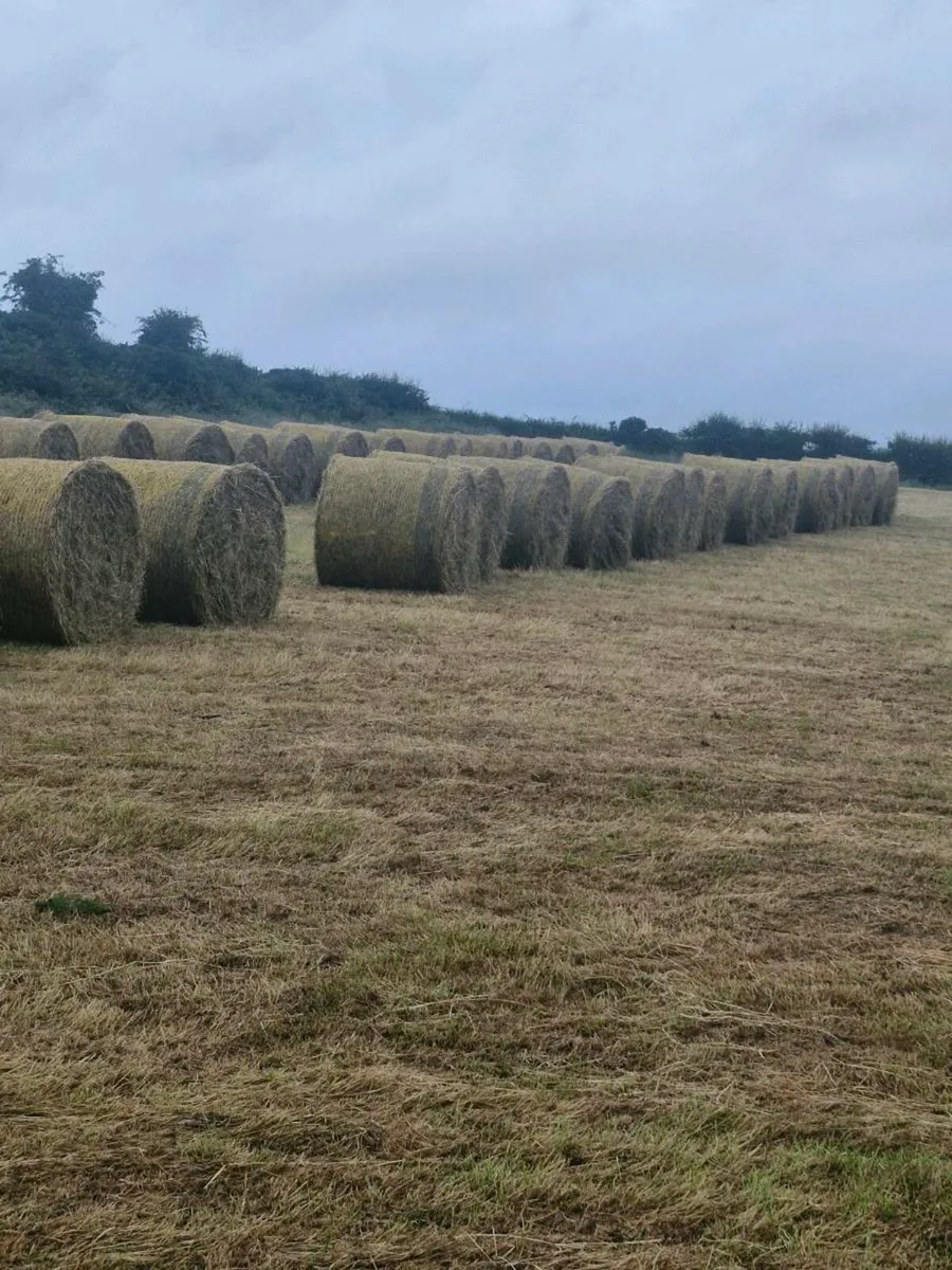 Hay - Image 2