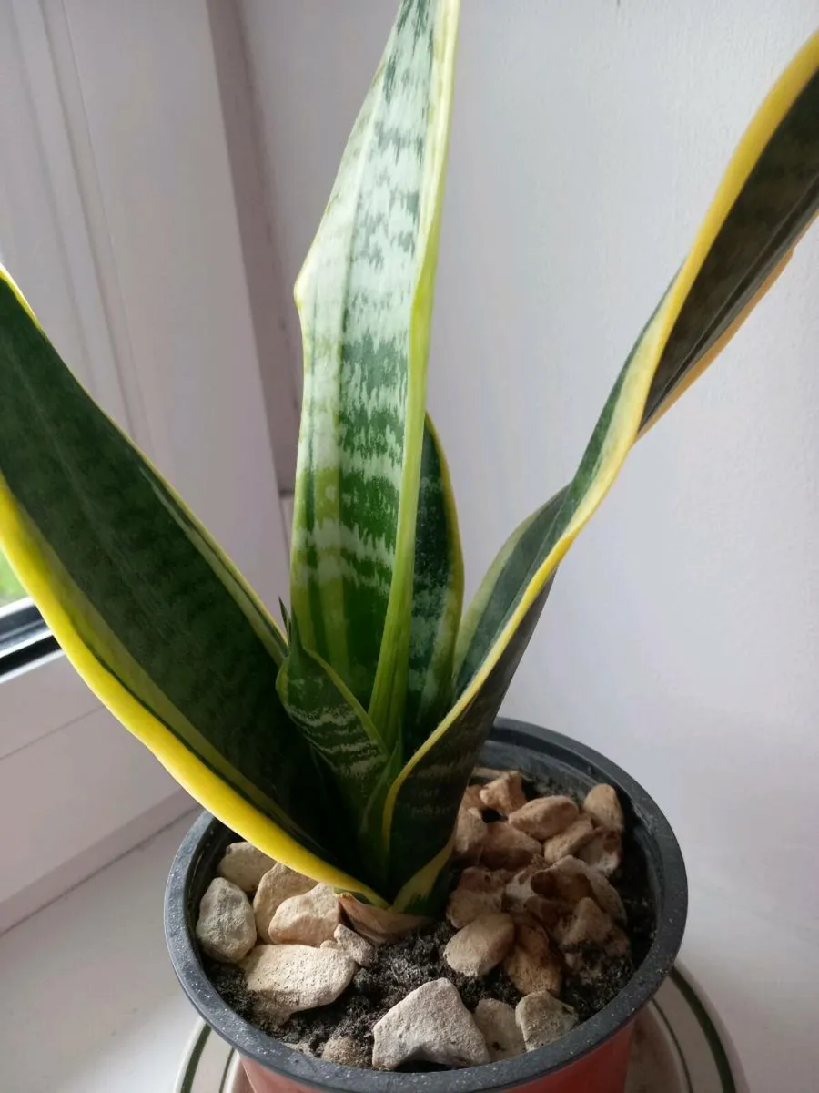 Sansevieria plant - Image 2