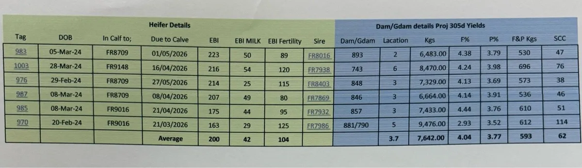 Strong High EBI HOFR In Calf Heifers - Image 1