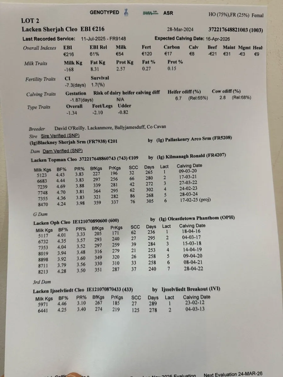Strong High EBI HOFR In Calf Heifers - Image 3