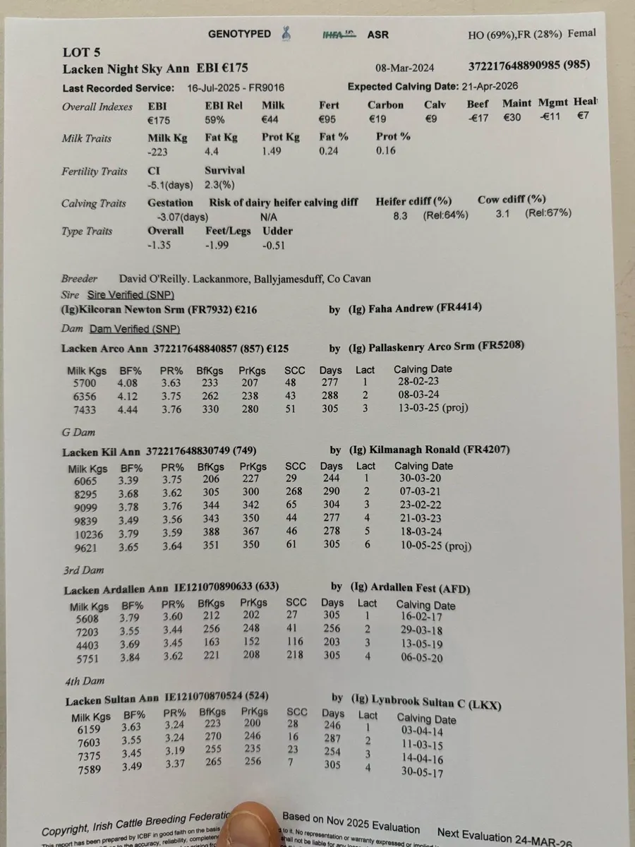 Strong High EBI HOFR In Calf Heifers - Image 4